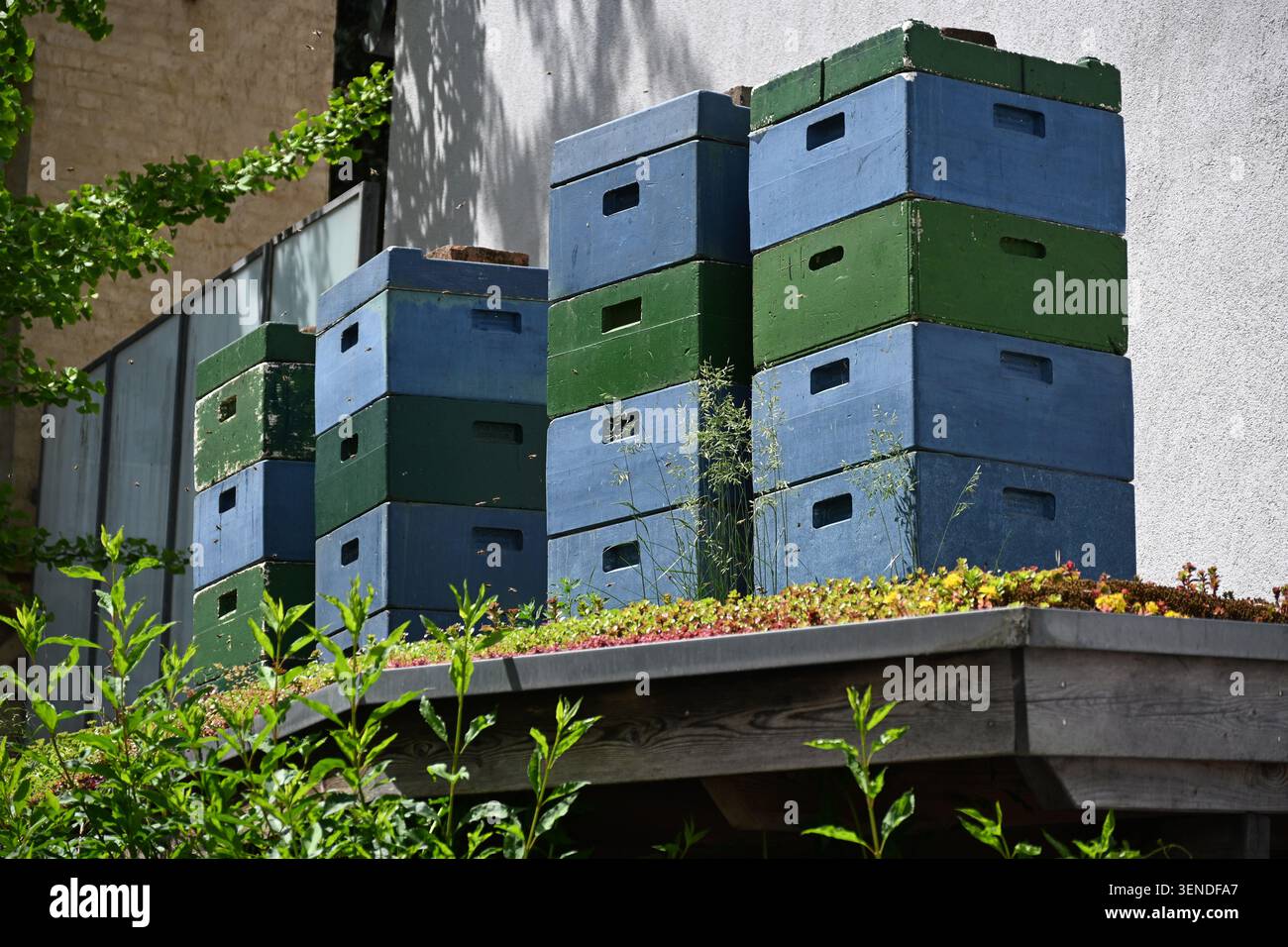 Bienenstöcke, die grün und blau auf dem Dach eines grünen Stalls in der Stadt lackiert sind, bieten eine vielfältige Auswahl an Nahrungsquellen und milde Atmosphäre Stockfoto