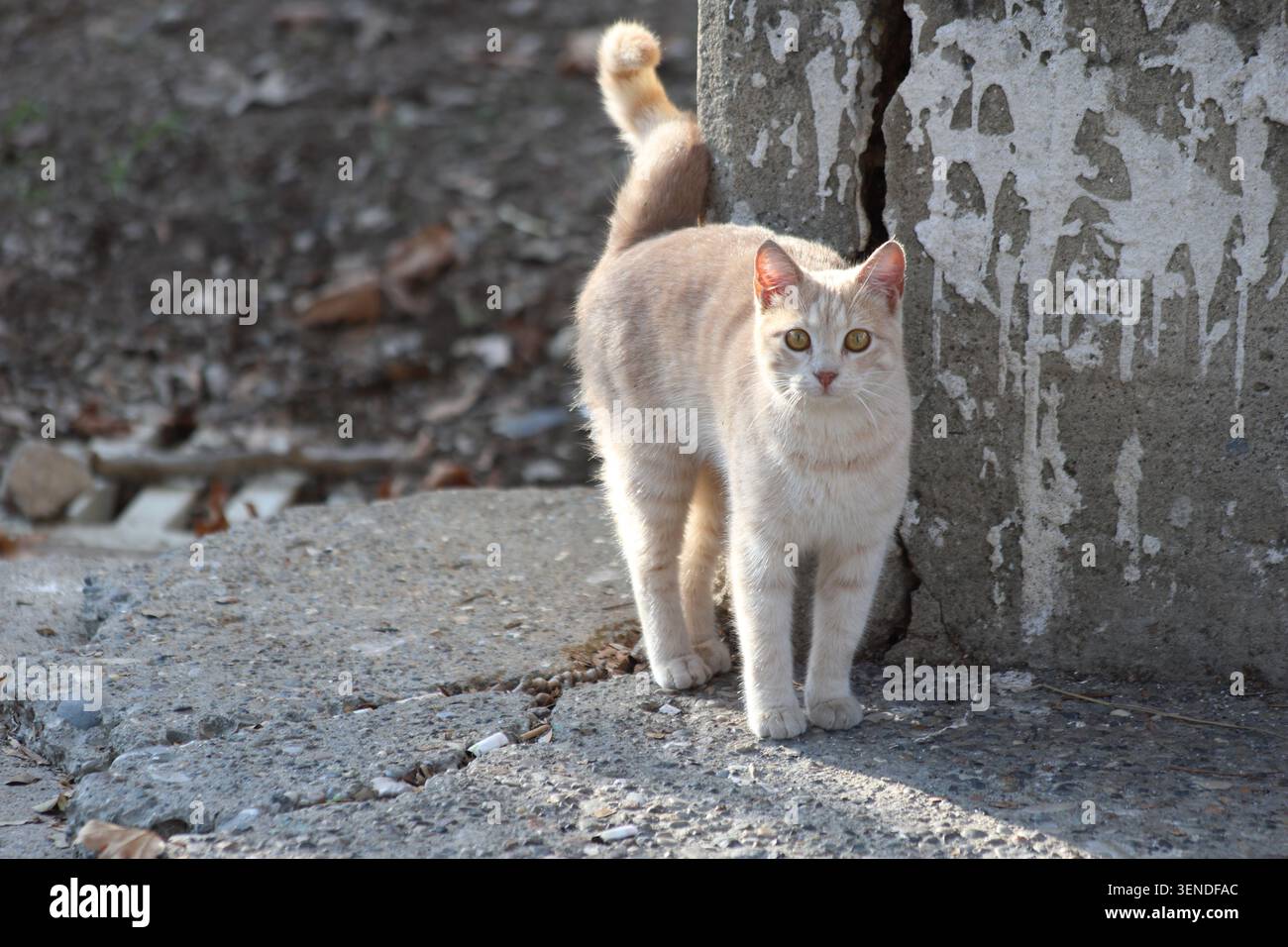 Streunende orangene Tabbykatze auf der Straße Stockfoto