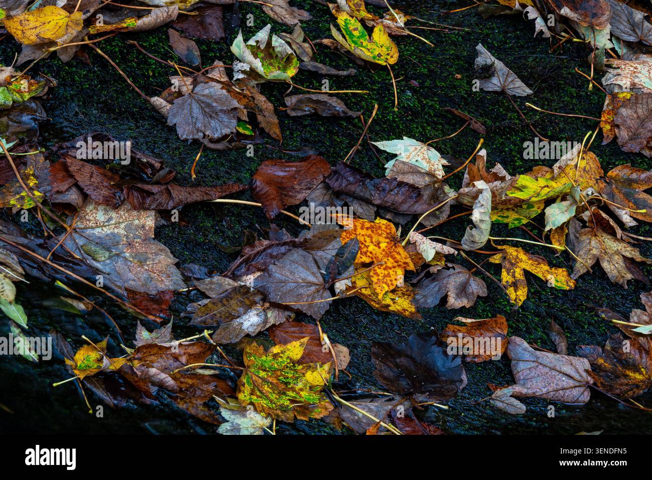 Verstreute Herbstblätter in Braungelb und Orange ruhen auf einem dunklen, mit Moos bedeckten Felsen Stockfoto
