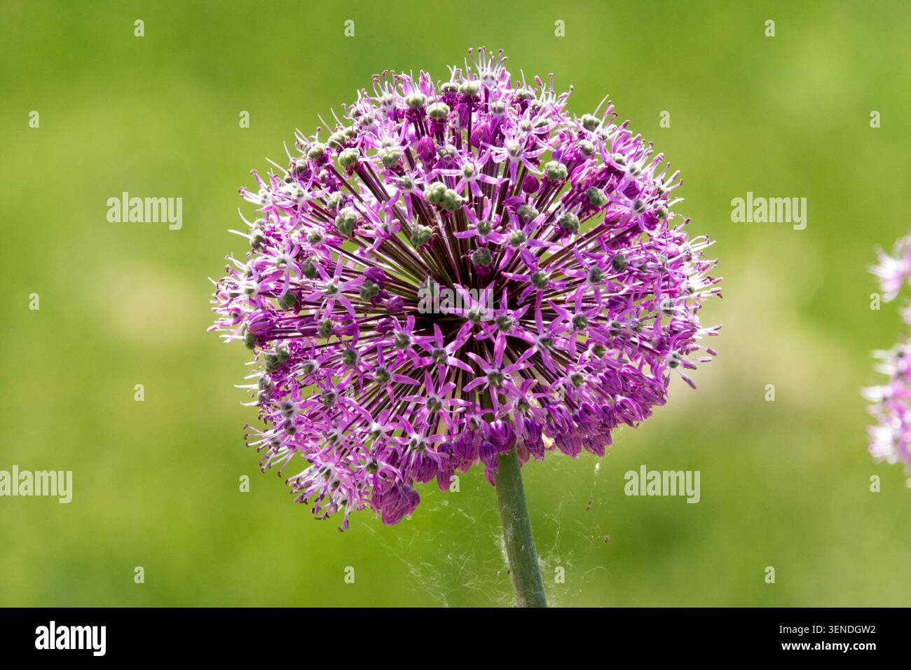 Allium „Venus“ Stockfoto