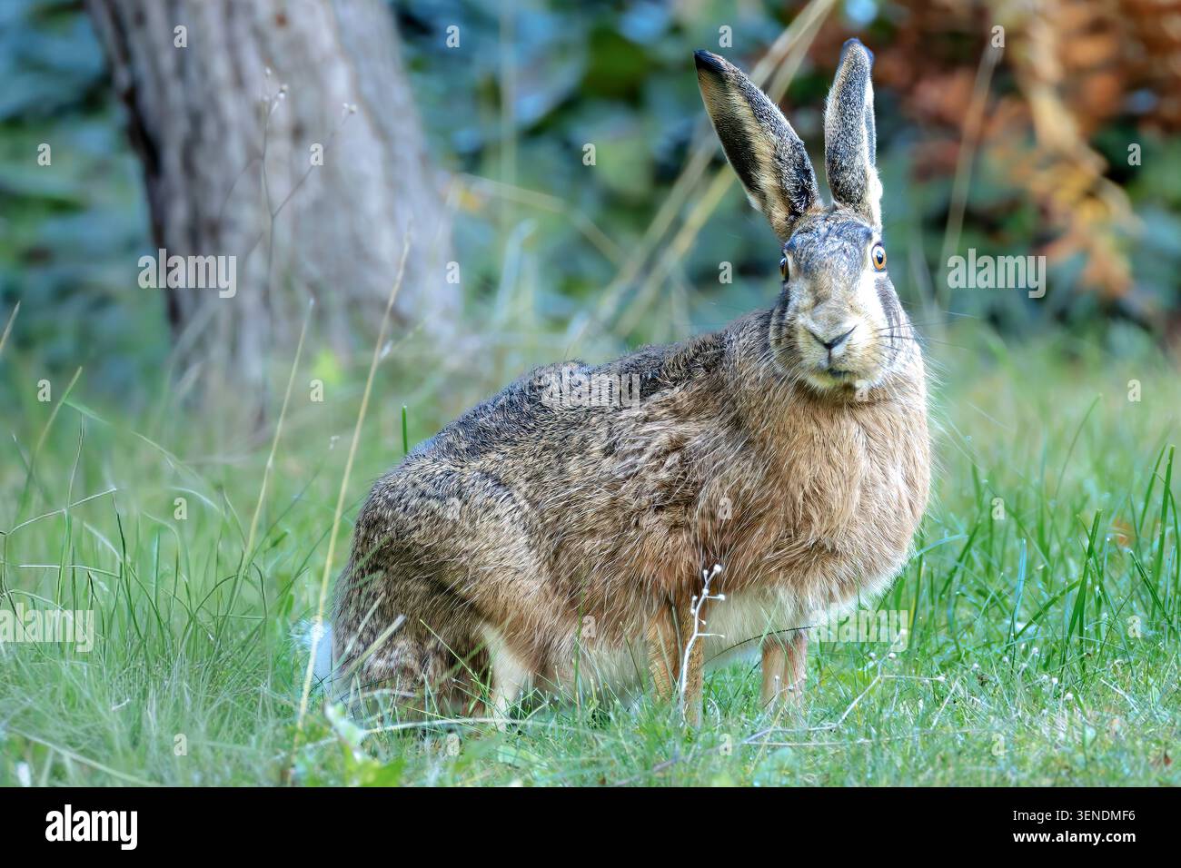 Europäischer Hase (Lepus europaeus), der auf einer grünen Wiese warnt Stockfoto