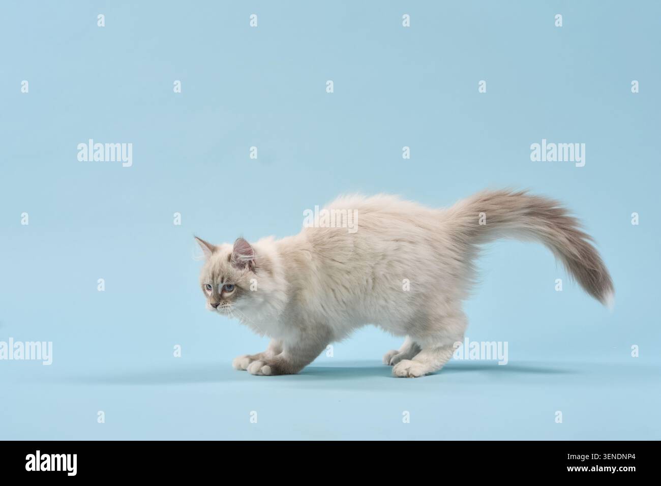 Die Katze senkt ihren Körper nahe am Boden ab, konzentriert und aufmerksam. Die Hinterbeine sind für einen Sprung positioniert und zeigen Handlungsbereitschaft. Stockfoto