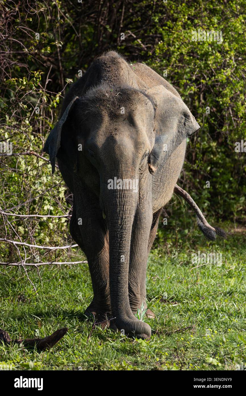 Porträt eines Elefanten im Udawalawa-Nationalpark Stockfoto