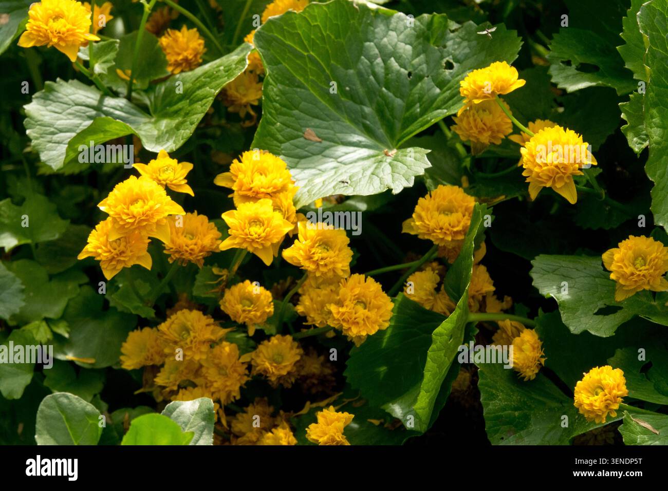 Detail mit gelben Blumen von Marsh Marigold Caltha palustris „Plena“ in einem Frühlingsgarten Stockfoto