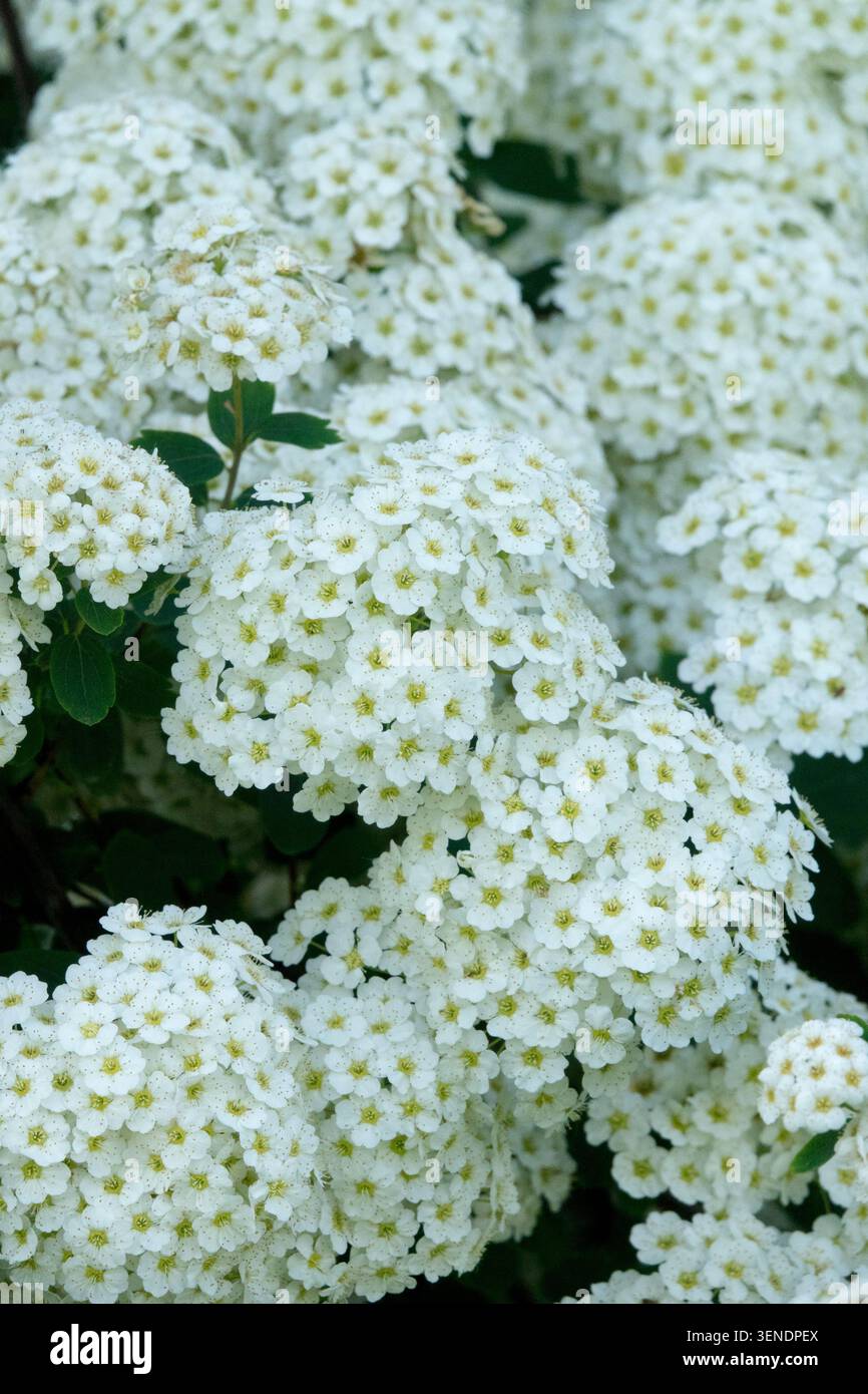 Weiße Blumen von Vanhoutte Spirea Spiraea x Vanhouttei Garden Stockfoto
