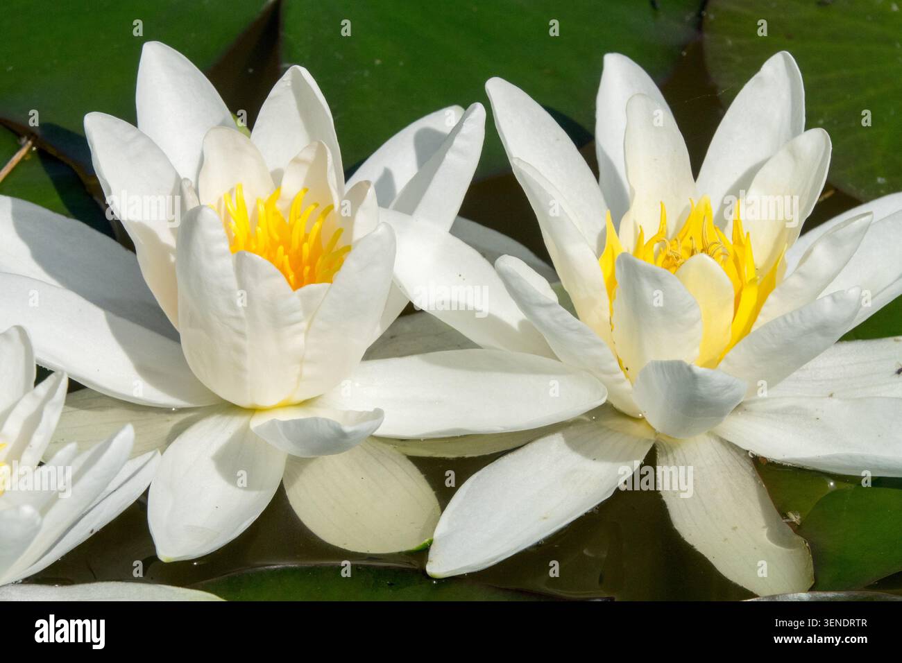 Weiße Blüten der Weißwasserlilie Nymphaea alba Stockfoto