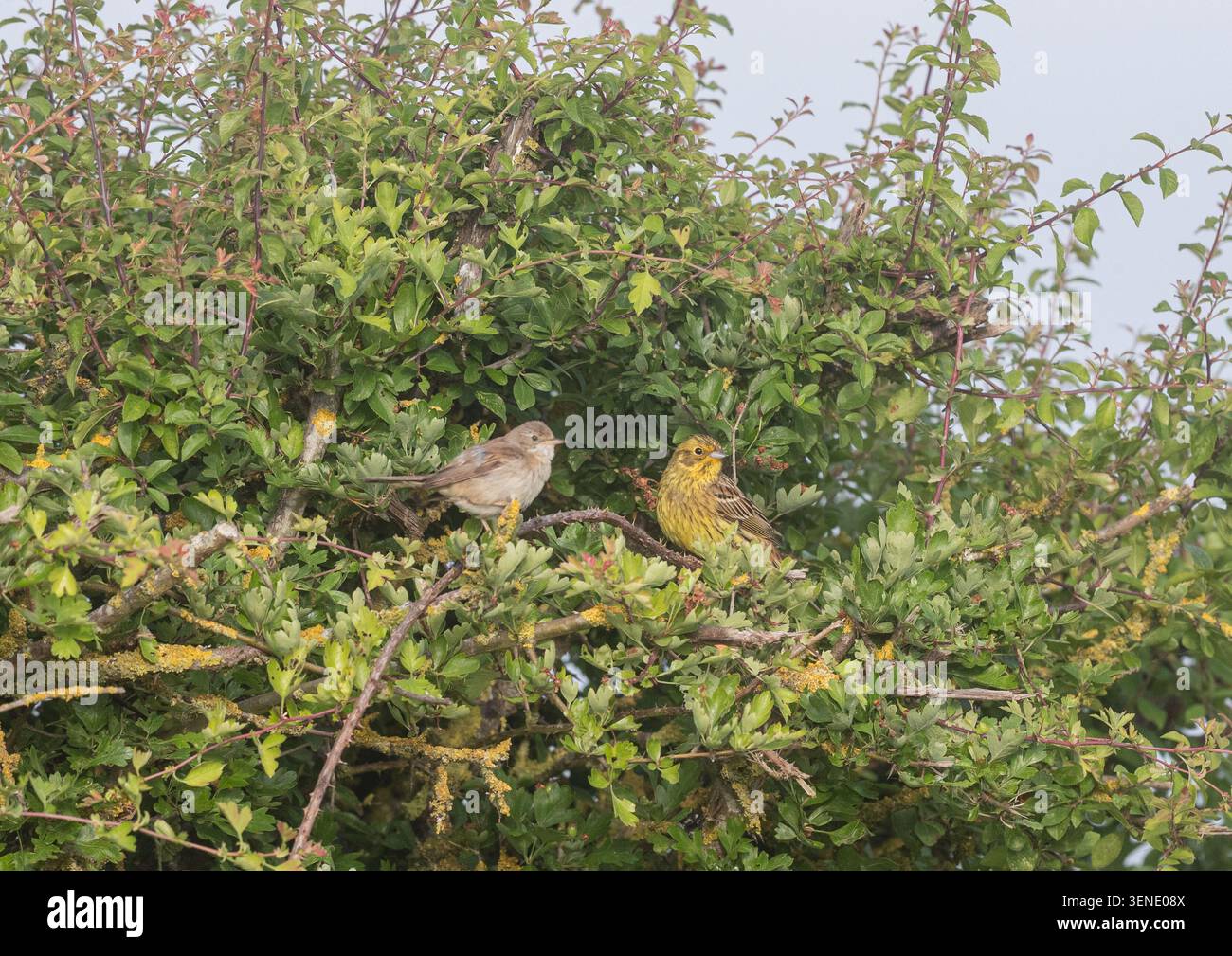 Ein Goldhähnchen (Emberiza citrinella) und eine Dorngrasmücke (Sylvia communis) sitzen gemeinsam auf einer Feldhecke. Sommer. Suffolk UK Stockfoto