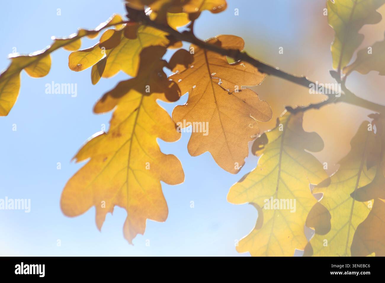 Eichenzweig mit gelben Blättern im Herbst Stockfoto