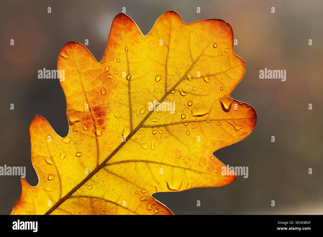 Nahaufnahme von gelbem Eichenblatt mit Tropfen im Herbst Stockfoto