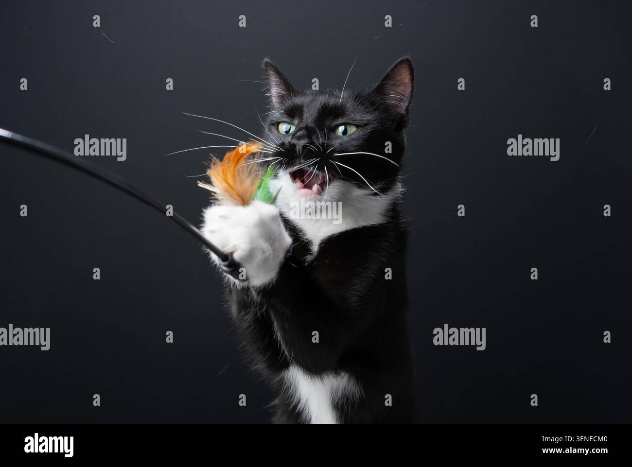 Eine verspielte Smoking Katze mit offenem Mund fängt das Federspielzeug mit beiden Pfoten Stockfoto