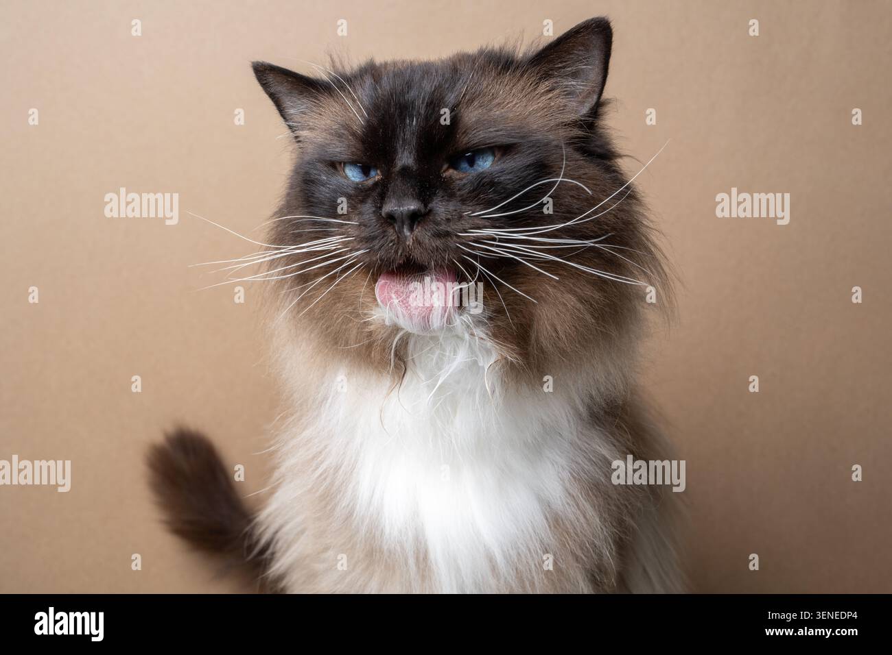 Ragdoll-Katze, die schwer ist, ihr langes Fell zu pflegen. studio-Aufnahme auf braunem Hintergrund Stockfoto
