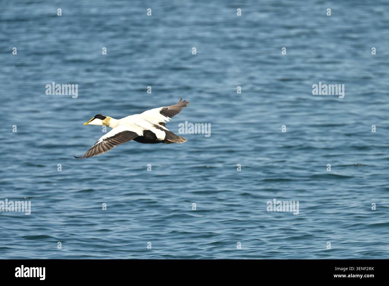 Fliegende männliche Ederente Somateria mollissima im Flug über Meer, Farne Inseln, Northumberland UK Mai Stockfoto