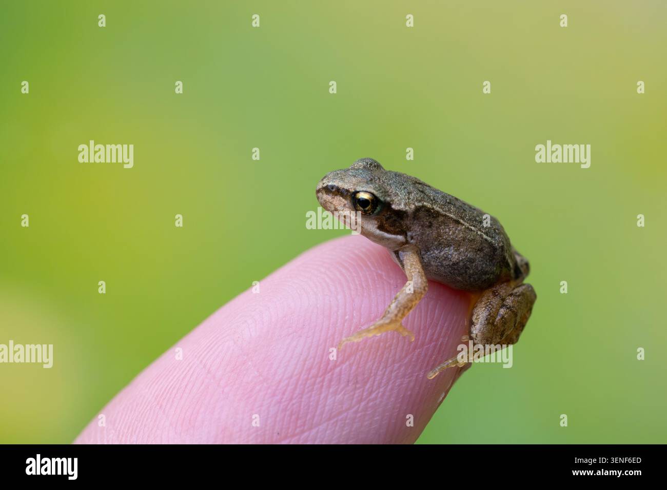 Winziger junger Frosch auf einer menschlichen Fingerspitze mit weichem grünem Naturhintergrund Stockfoto