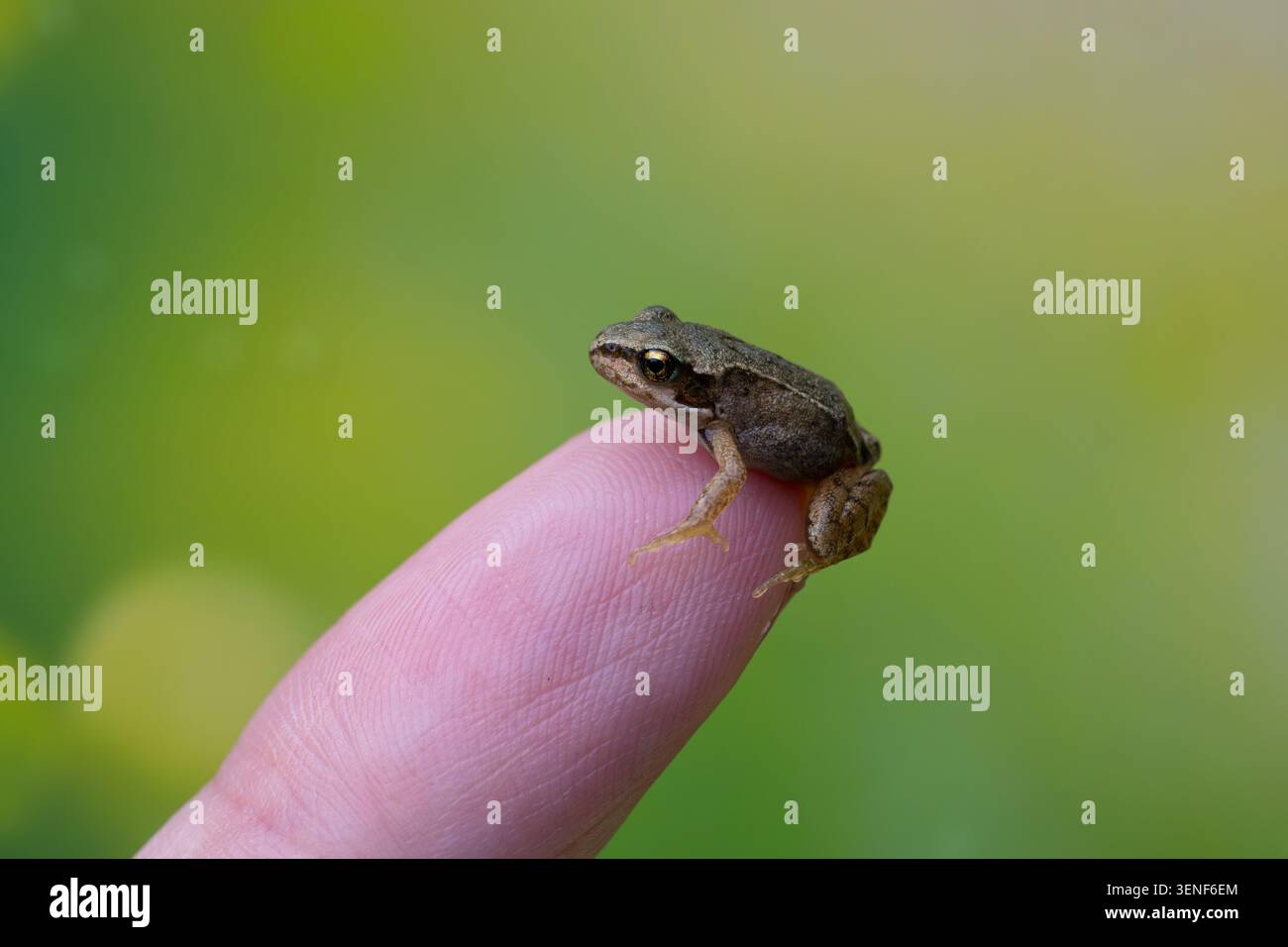 Kleiner Frosch auf einer Fingerspitze mit weichem grünem Gartenhintergrund Stockfoto