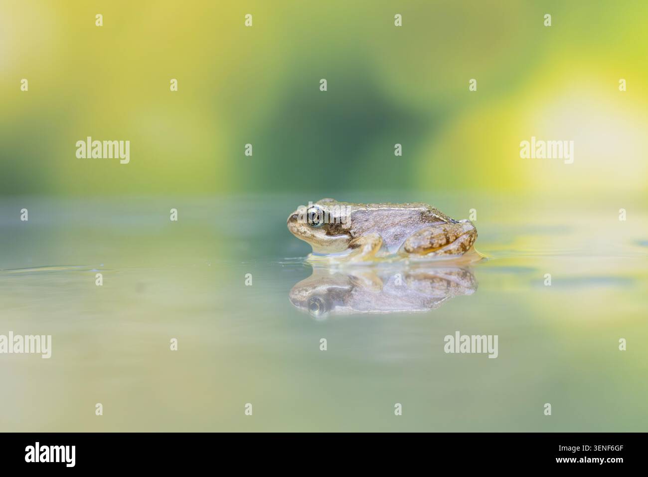 Jungfrosch in Wasserhöhe mit Reflexion in einem ruhigen Teich Stockfoto