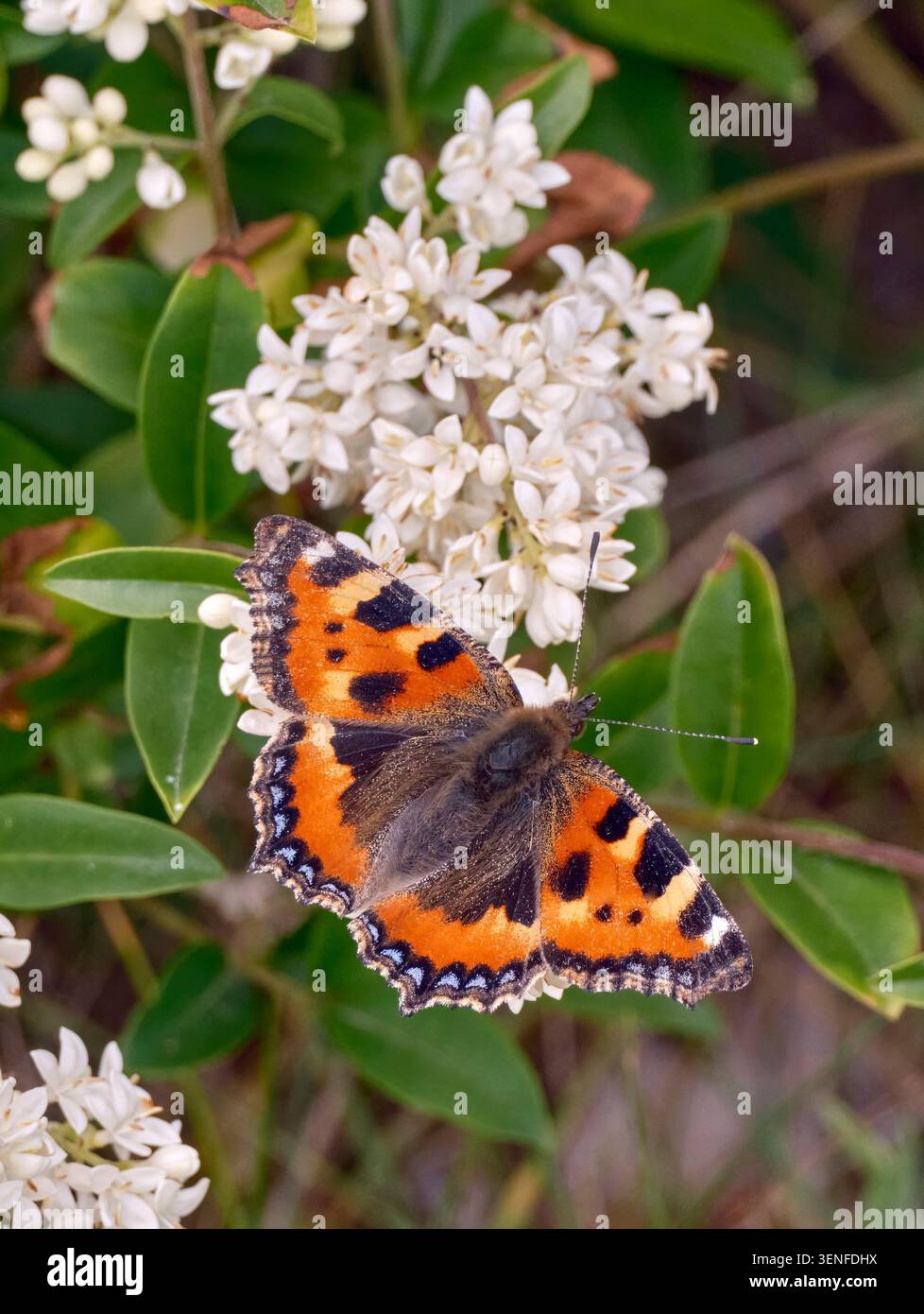 Kleine Schildpatt Nektarie auf Wild Privet. Harewood Common, Andover, Hampshire, England. Stockfoto