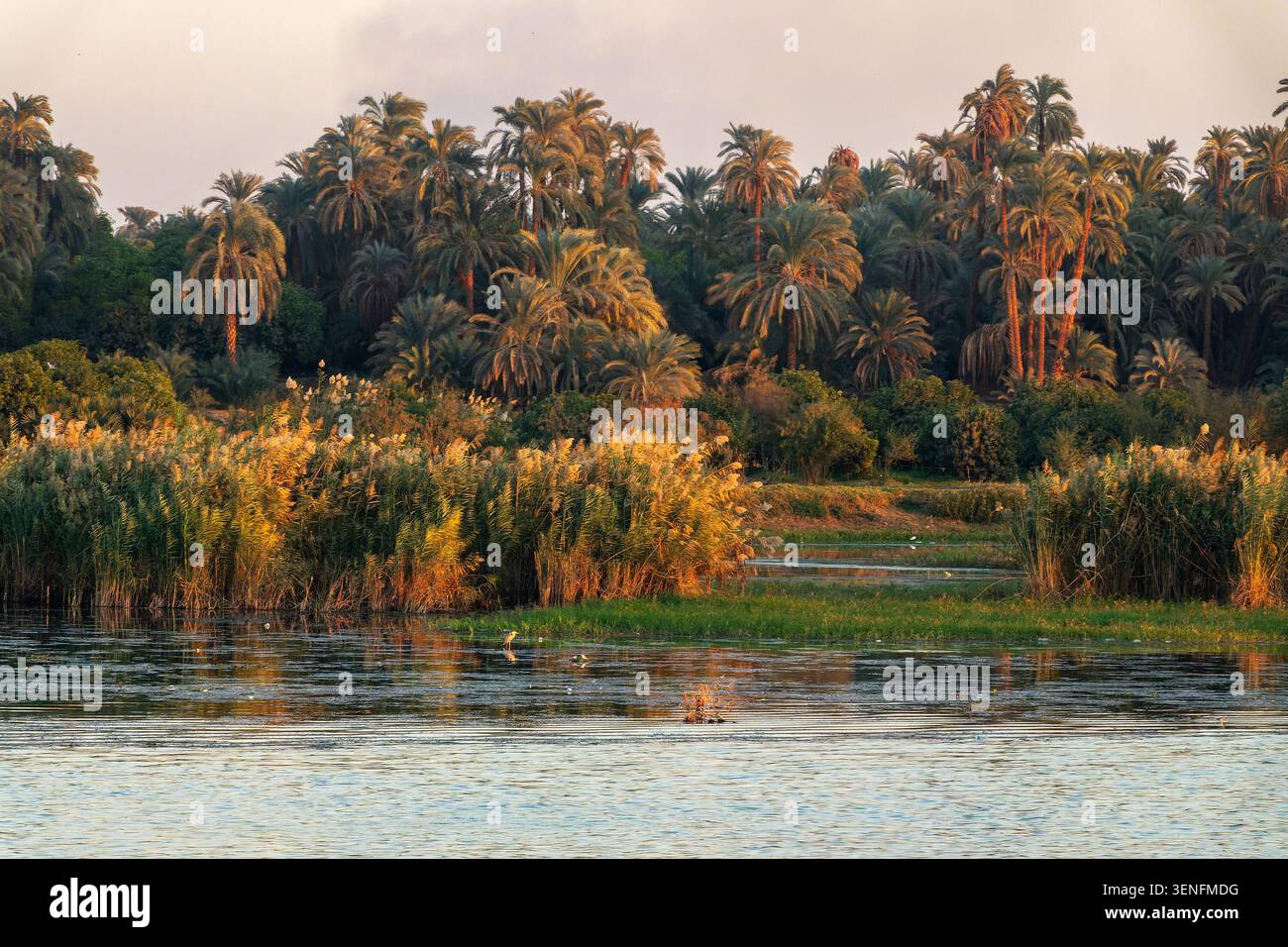 Landschaft mit Palmen und Schilf am Nilufer bei Sonnenuntergang, Ägypten Stockfoto