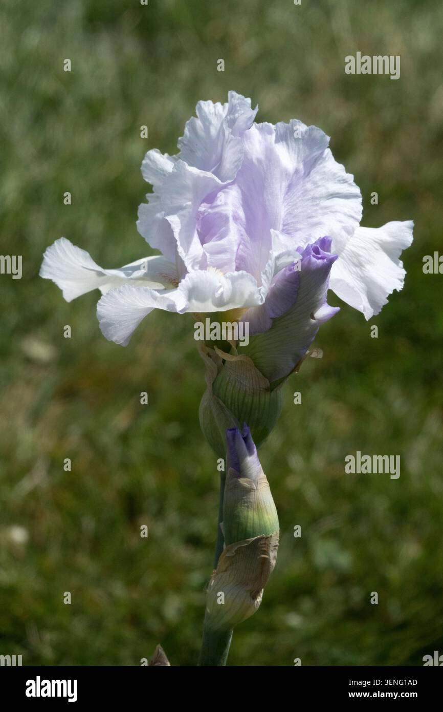 Blume Mit Hoher Bärtige Iris „Pearl Chiffon“ Stockfoto