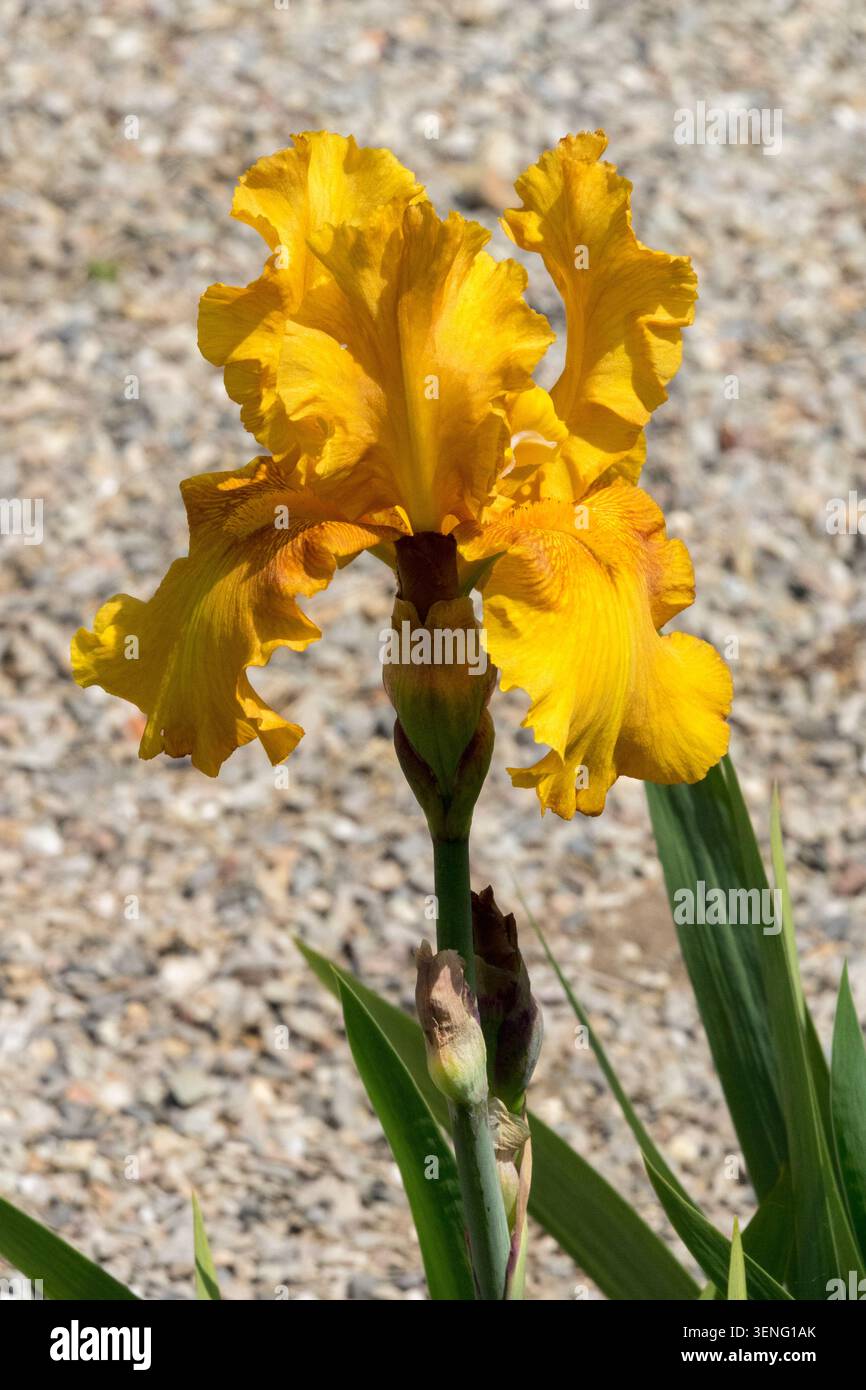 Two Bearded Iris Honig Chiffon Stockfoto