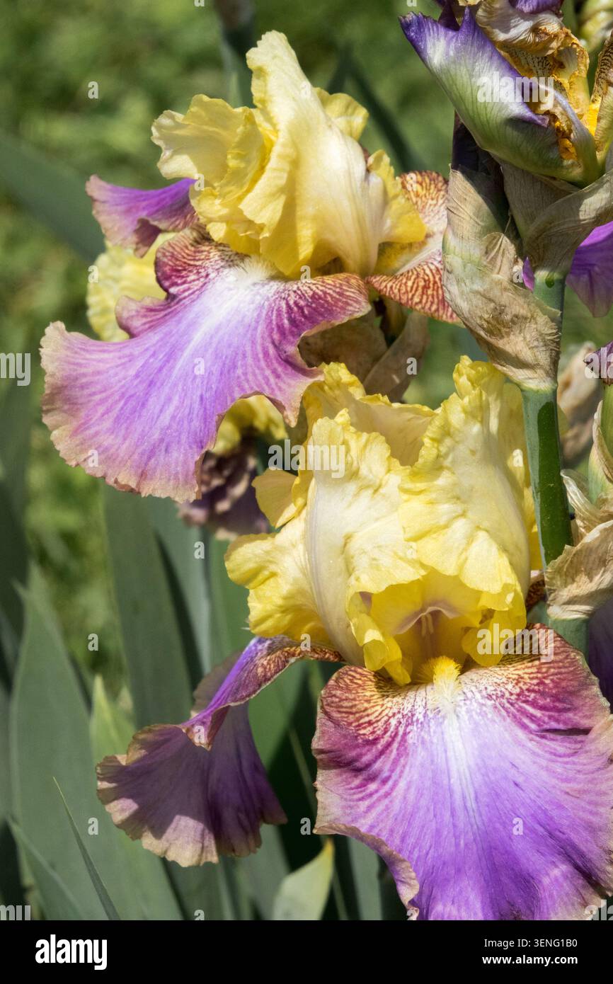 Hohe Bärtige Iris „Ballyhoo“ Blume Iris Stockfoto