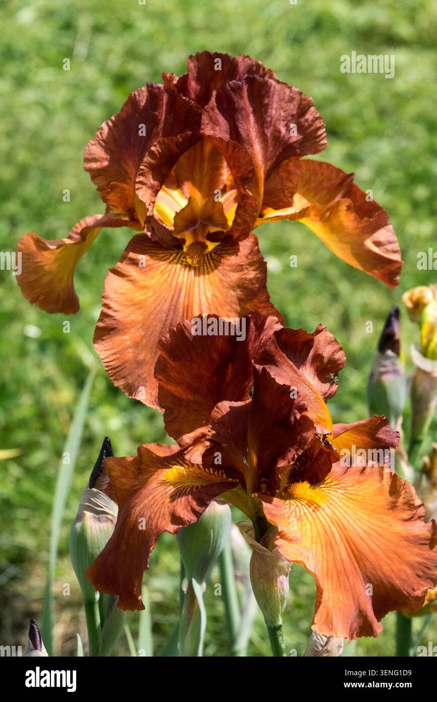 Tall Bearded Iris „Dutch Chocolate“ dunkelorange Iris Stockfoto
