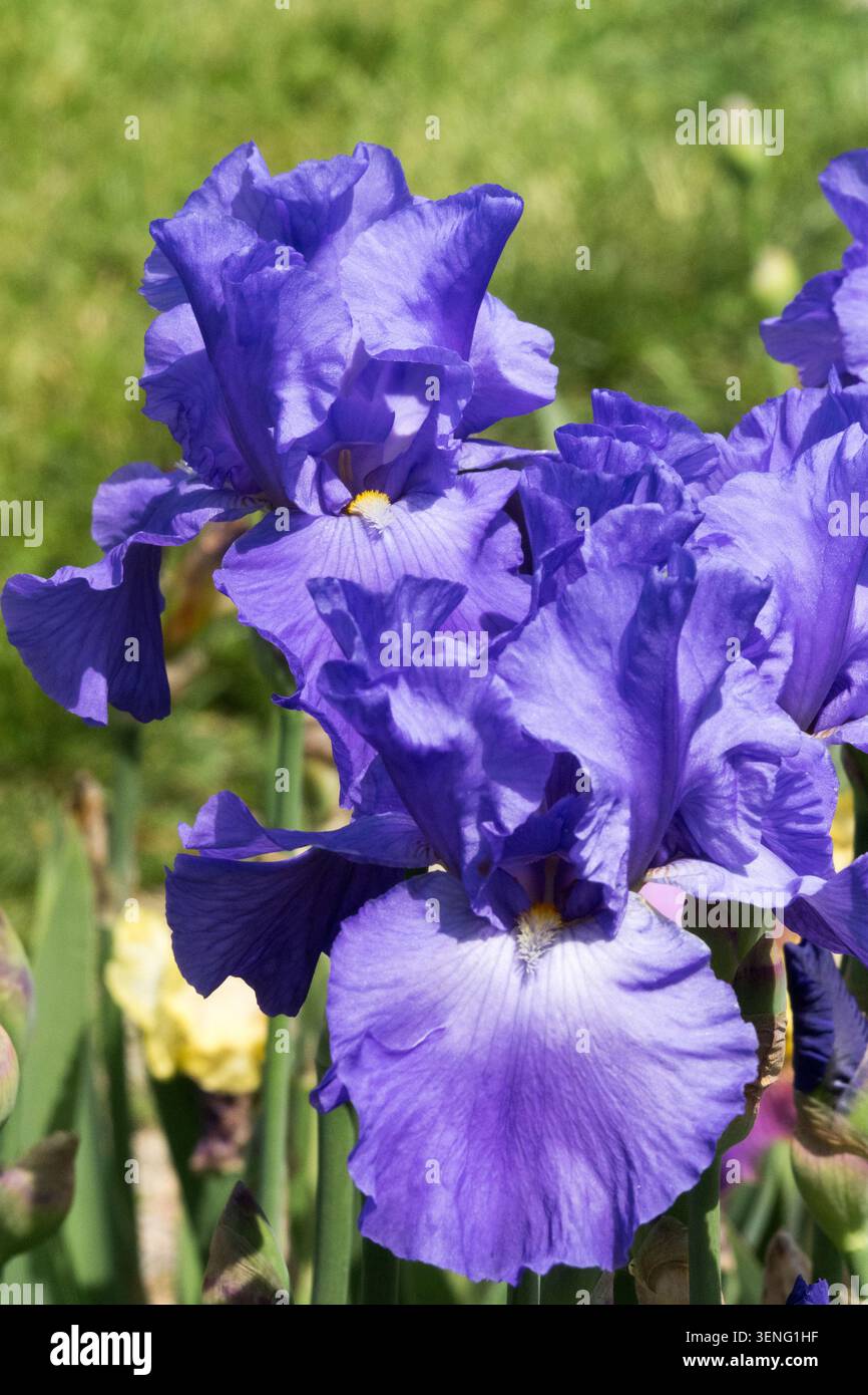 Große Bärtige Iris Schiffform Stockfoto