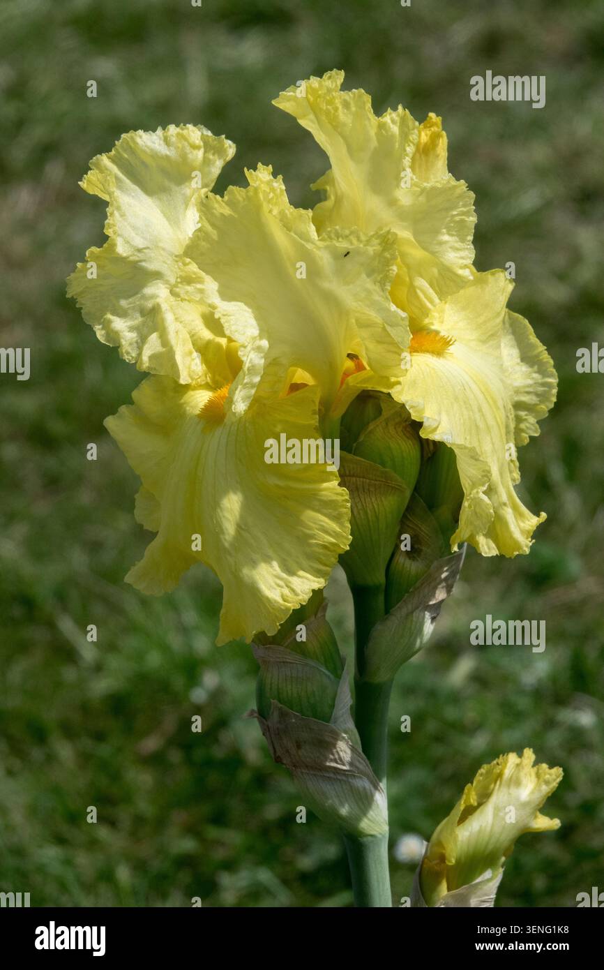 Hochbärtige Iris Neumond Stockfoto