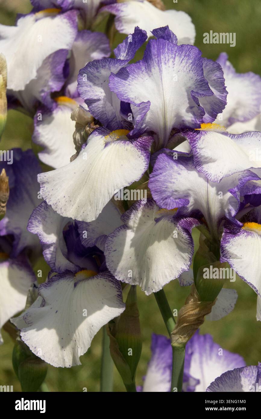 Große Bärtige Iris „Jakarta“ weiß-lila Iris Stockfoto