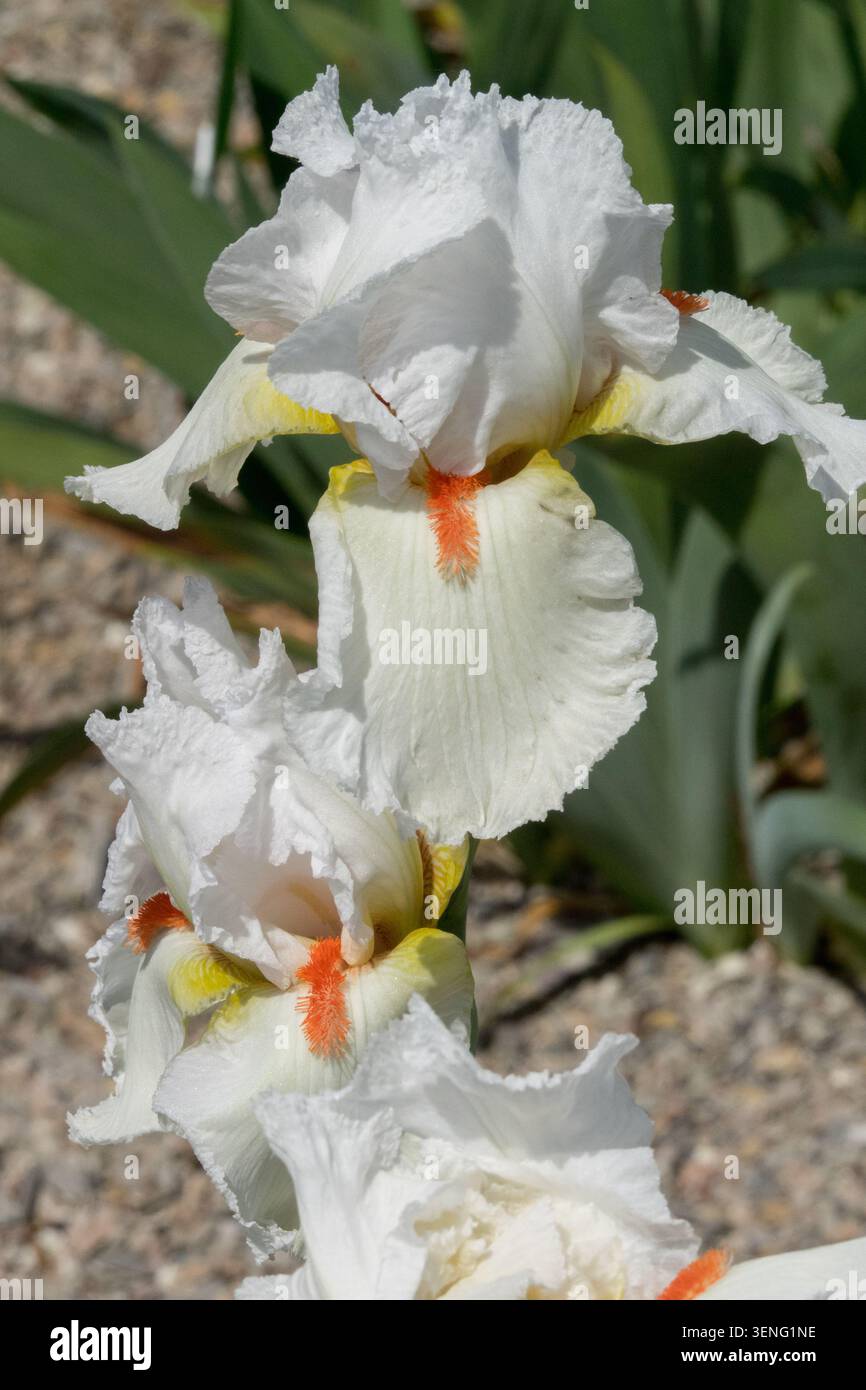 Große Bärtige Iris Weihnachten Stockfoto