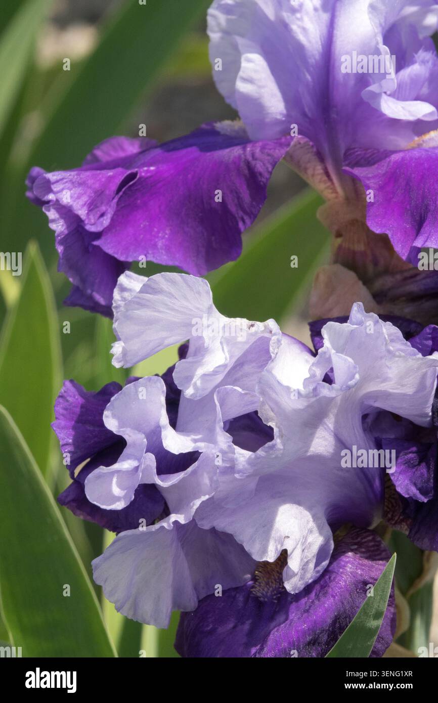 Iris Taj Rani Im Hochbärtigen Stockfoto