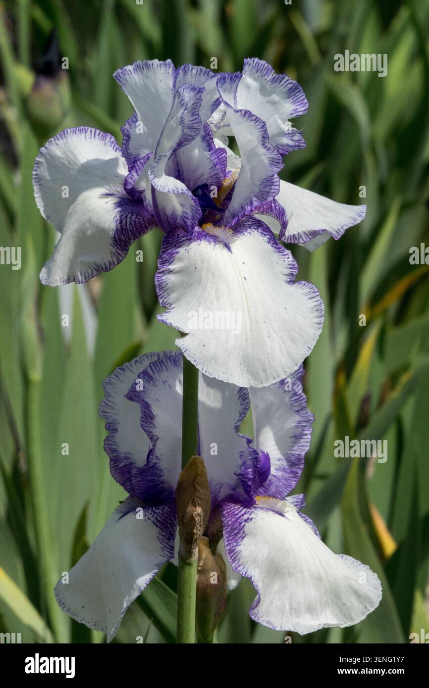 Lila und weiße Blüten der Tall Bearded Iris „Magic Circle“ Stockfoto