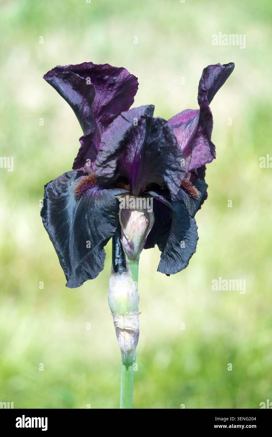 Tall Bearded Iris „Sable Night“ Dunkelschwarze Irisblume Stockfoto