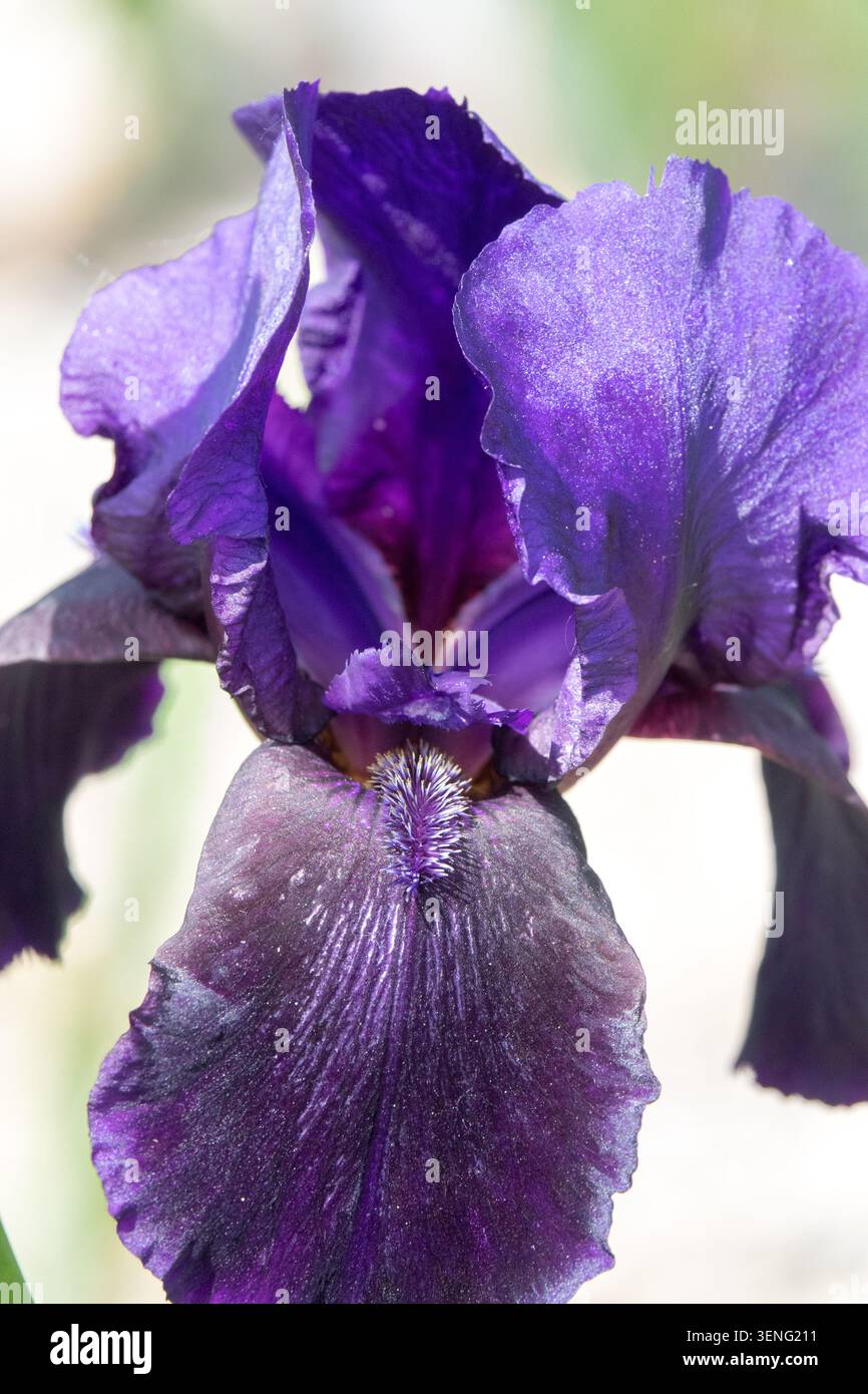 Tall Bearded Iris „Black Hills“ Dark Iris lila Blume Stockfoto