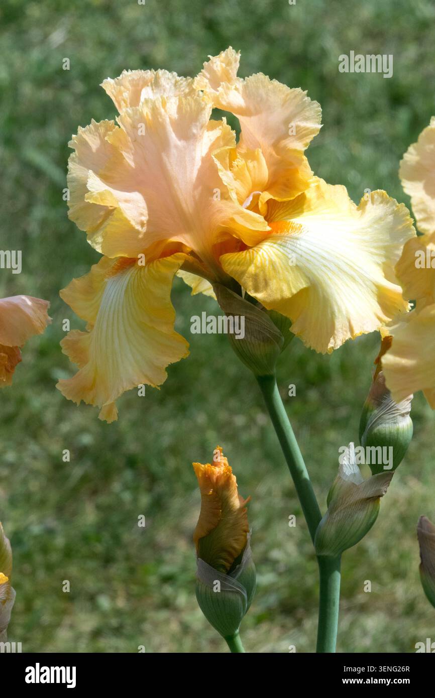 Tall Bearded Iris „Powiew Lata“ Stockfoto
