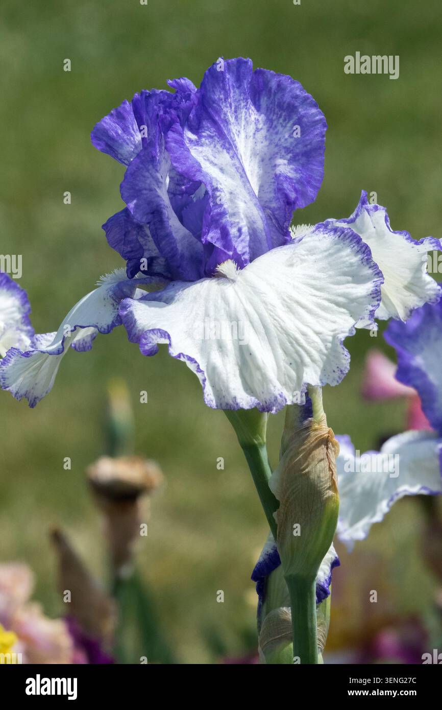Hohe Bärtige Iris „Pomorze“ weiß Blaue Iris Blume im Garten Stockfoto