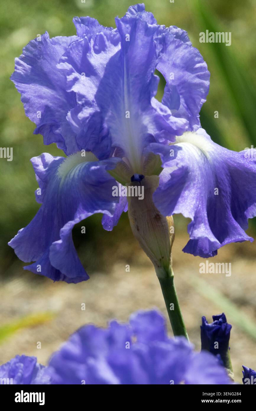 Hohe Bärtige Iris „Victoria Falls“ Blaue Iris Blume Stockfoto
