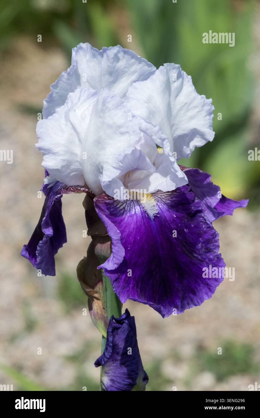Hochbärtige Iris „Snowmound“ Lila weiße Iris Fahnen Stockfoto
