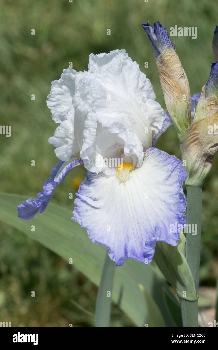 Hohe Bärtige Iris „Alizés“ Bright White Blume Iris Stockfoto