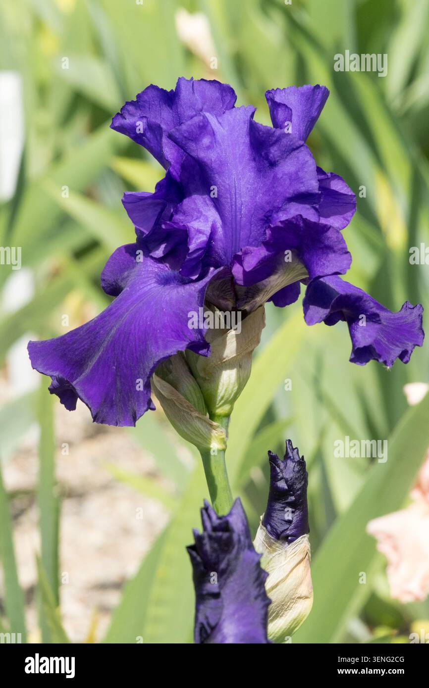 Hohe Bärtige Iris „Thunder Mountain“ Blaue Irisblume Stockfoto