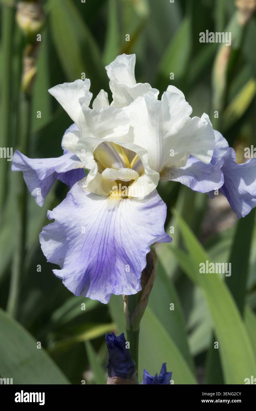 Third Bearded Iris Stairway zum Himmel Stockfoto