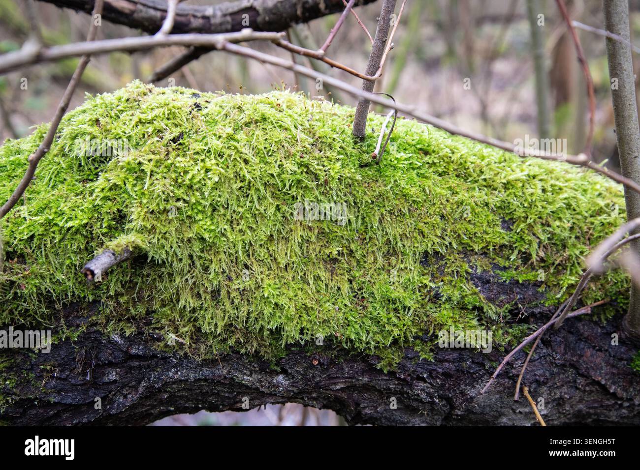 Nahaufnahme von lebendigem grünem Moos, das auf einem umgestürzten Baumstamm in Waldhabitat wächst, mit natürlichen Texturen und Walddetails. Stockfoto