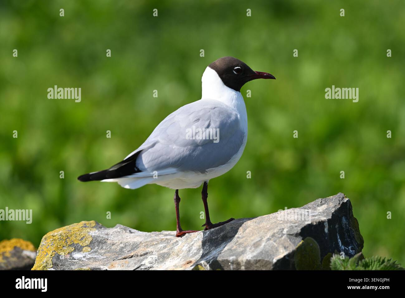 Schwarzkopfmöwe, Chroicocephalus ridibundus Farne Inseln UK May Stockfoto