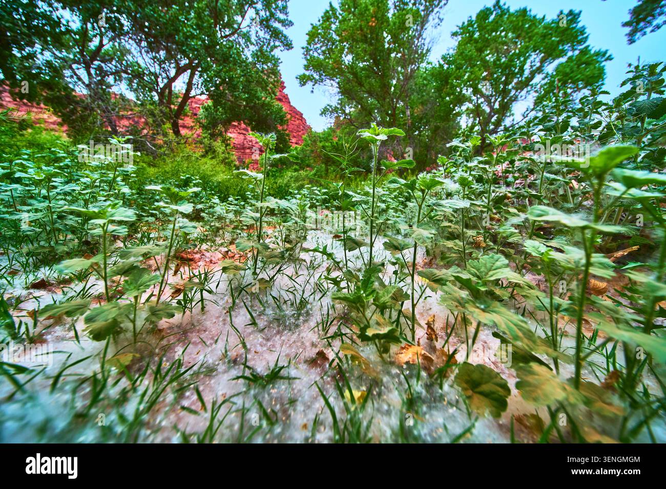 Low Angle Lush Green Plants und Cottonwood Seeds im Arizona Canyon Forest Stockfoto