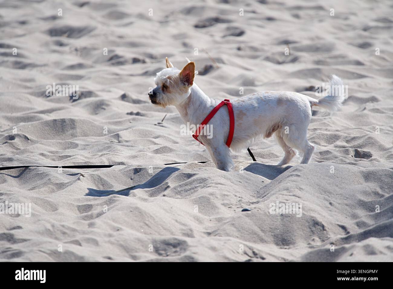 West Highland White Terrier an einem Sandstrand im Sommer. Horizontales Foto Stockfoto
