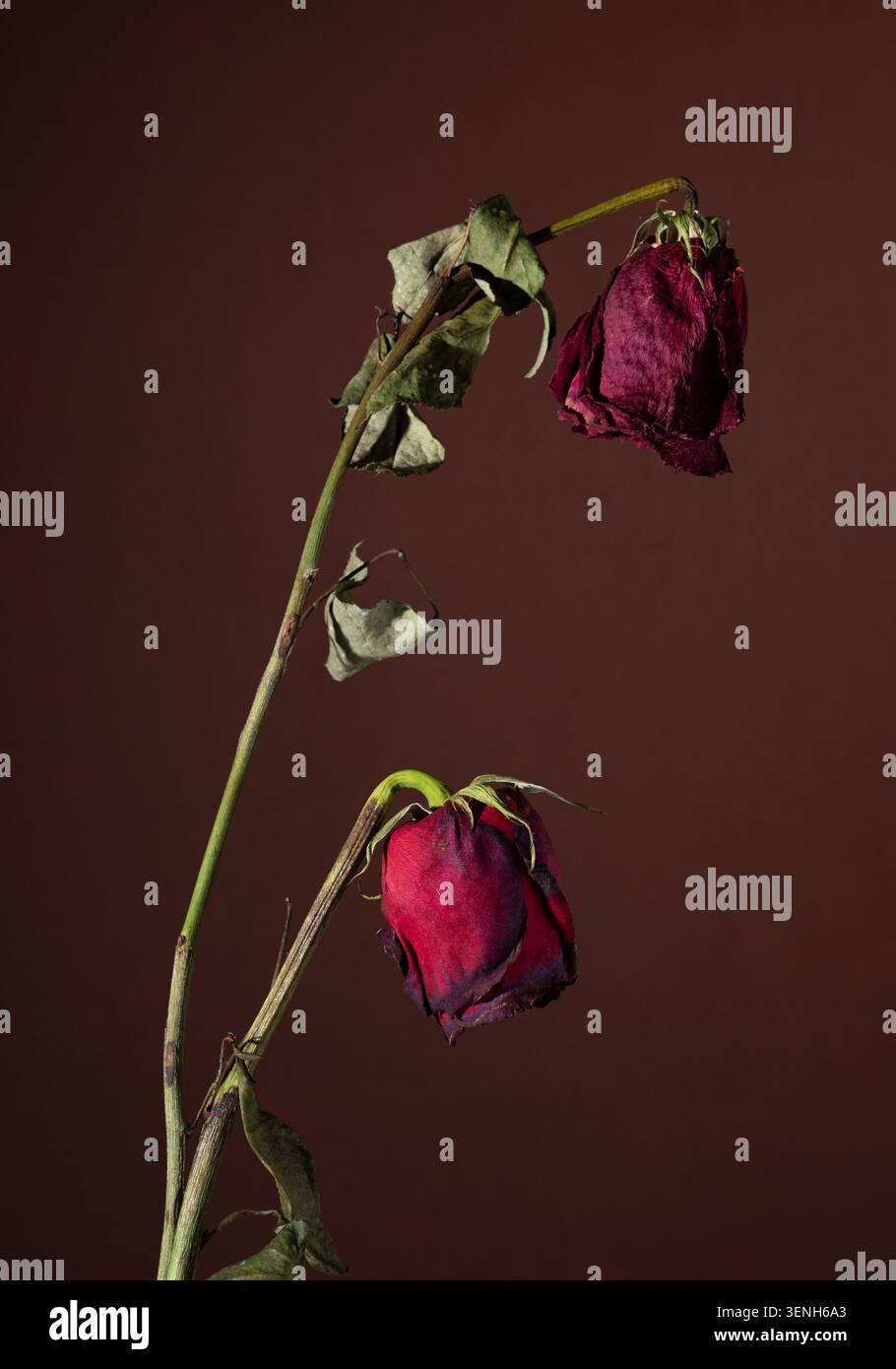 stumme Blumen Stockfoto