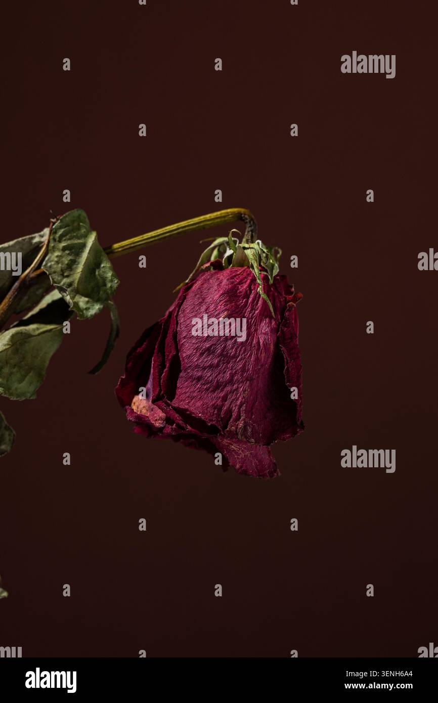 stumme Blumen Stockfoto