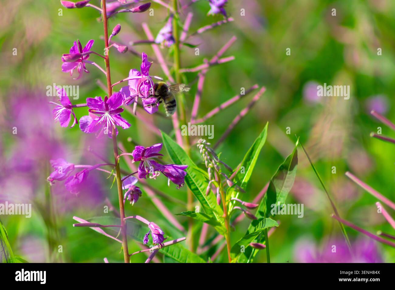Honigbiene sammelt Nektar an blühenden Schmalblättrigen Weidenröschen (Chamerion angustifolium) während eines sonnigen Sommertages auf einer natürlichen Wildblumenwiese Stockfoto