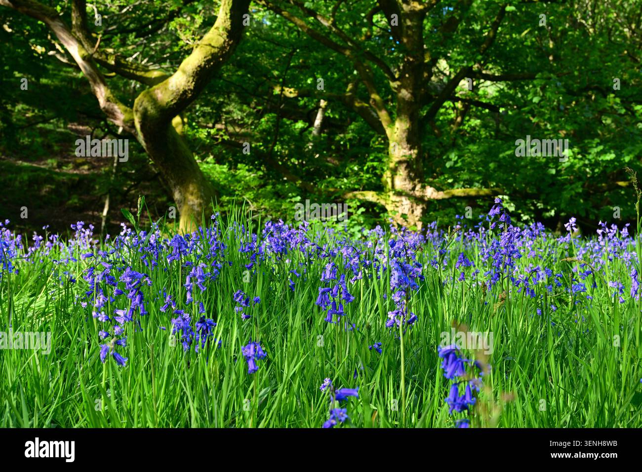 Blauglocken bedecken den Frühlingswald unter hohen moosbedeckten Bäumen Stockfoto