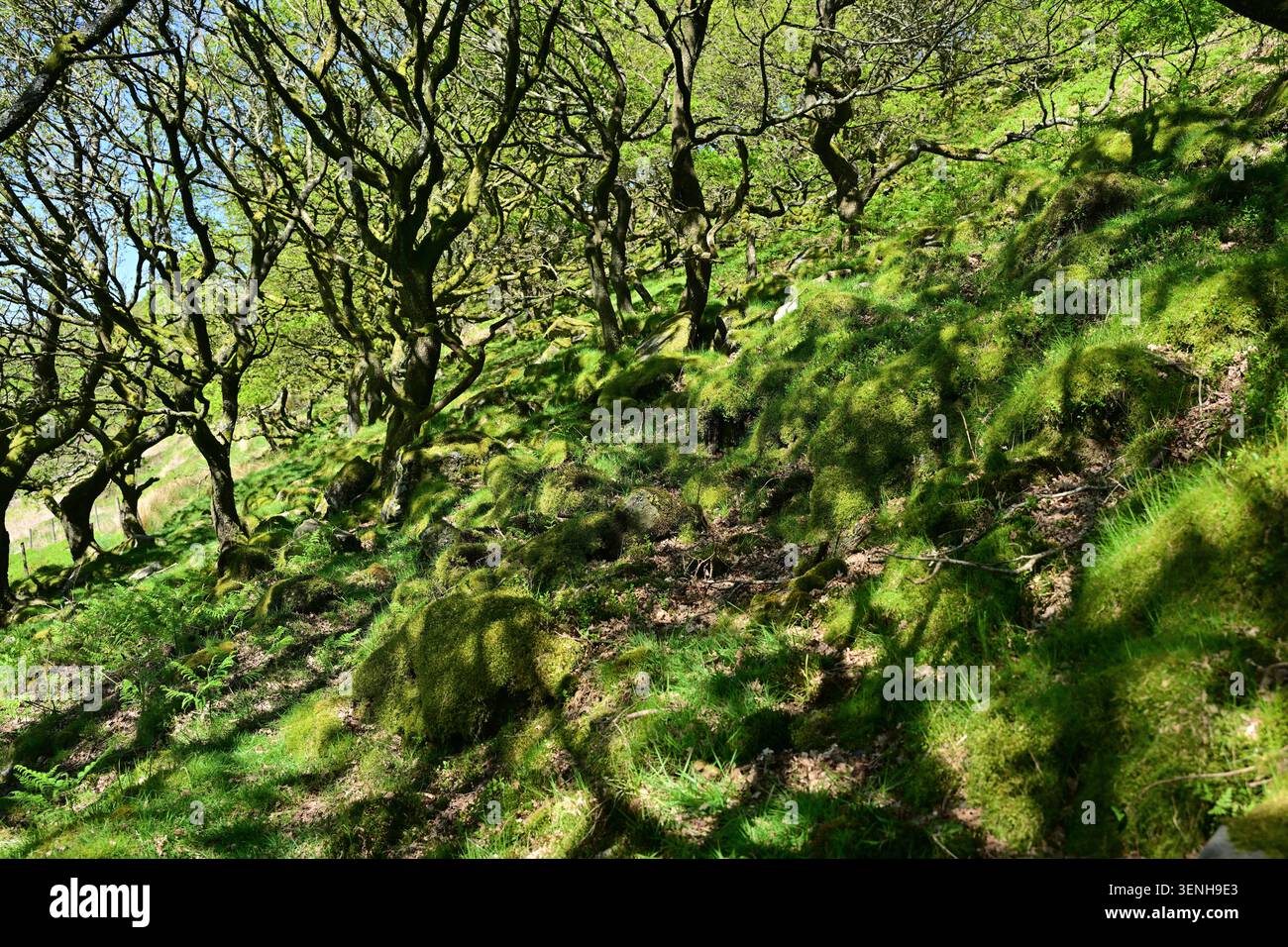 Bemooster Waldberg mit verdrehten Bäumen in weichem gefiltertem Sonnenlicht Stockfoto