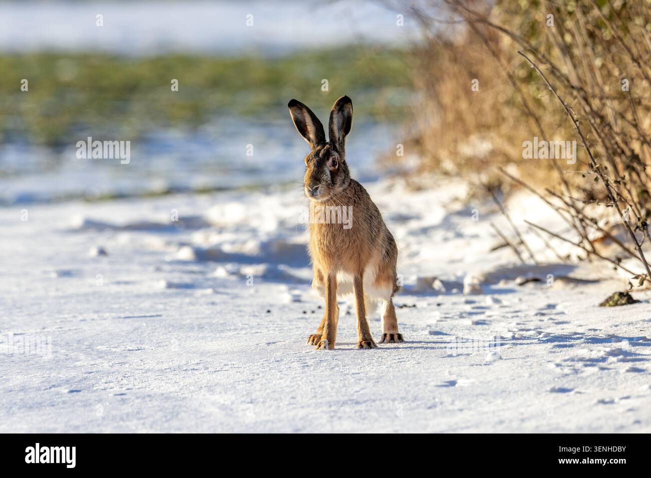 Europäischer Braunhase (Lepus europaeus), der im Winter auf einem schneebedeckten Feld neben der Hecke sitzt Stockfoto